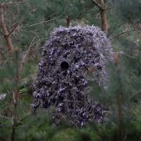 Buteo Tarnnetz über einem Tarnversteck mit Sichtöffnung zwischen Kiefern