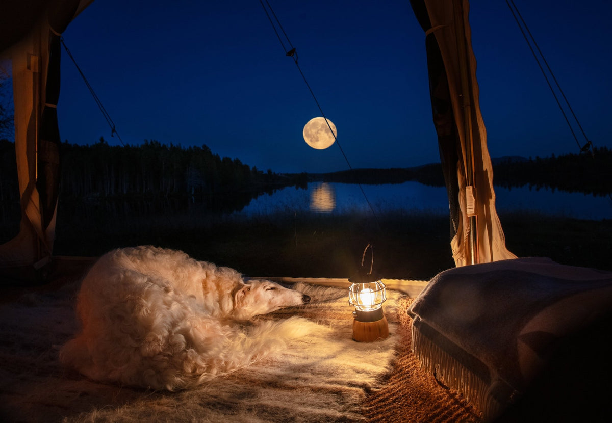 CanvasCamp Sibley Apex 520 Panorama, Blick aus dem Zelt auf einen See bei Vollmond, mit Hund