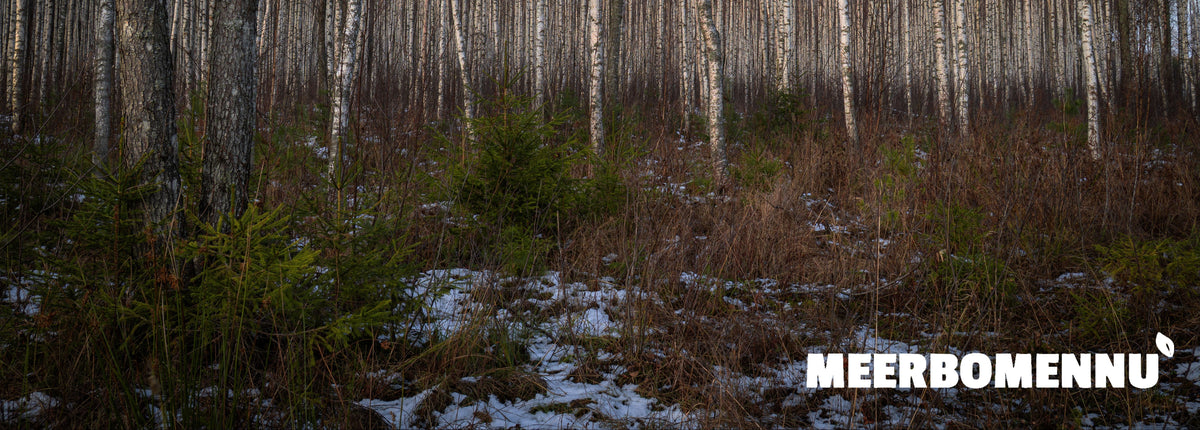 Bomenactie Zwolle zorgt voor 472 herplante bomen - Broer Outdoor